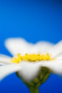 Preview wallpaper daisies, flower petals, blurring