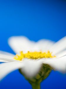 Preview wallpaper daisies, flower petals, blurring