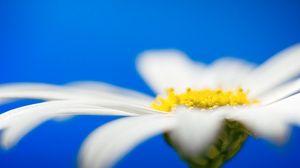 Preview wallpaper daisies, flower petals, blurring