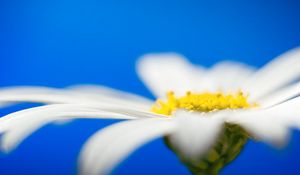 Preview wallpaper daisies, flower petals, blurring