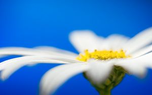 Preview wallpaper daisies, flower petals, blurring