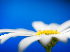 Preview wallpaper daisies, flower petals, blurring