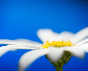 Preview wallpaper daisies, flower petals, blurring