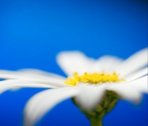 Preview wallpaper daisies, flower petals, blurring