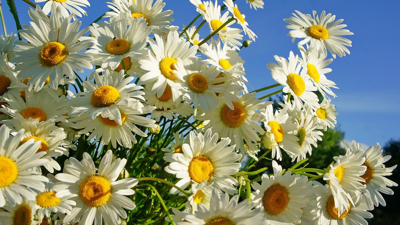 Wallpaper daisies, flower, sky, sunny, summer