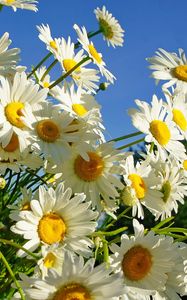 Preview wallpaper daisies, flower, sky, sunny, summer