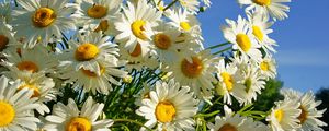 Preview wallpaper daisies, flower, sky, sunny, summer