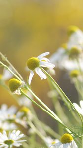 Preview wallpaper daisies, flowers, background, grass