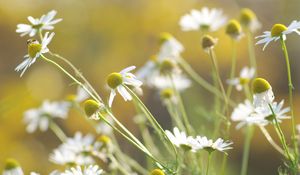 Preview wallpaper daisies, flowers, background, grass