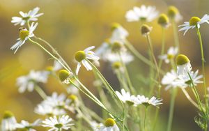 Preview wallpaper daisies, flowers, background, grass