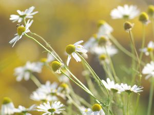 Preview wallpaper daisies, flowers, background, grass