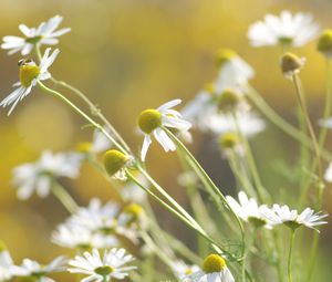 Preview wallpaper daisies, flowers, background, grass