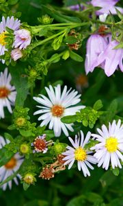 Preview wallpaper daisies, flowers, bells, herbs, spring