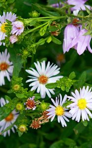 Preview wallpaper daisies, flowers, bells, herbs, spring