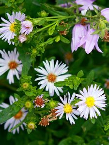 Preview wallpaper daisies, flowers, bells, herbs, spring