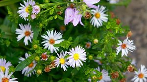 Preview wallpaper daisies, flowers, bells, herbs, spring