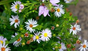 Preview wallpaper daisies, flowers, bells, herbs, spring