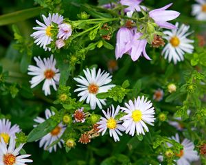 Preview wallpaper daisies, flowers, bells, herbs, spring