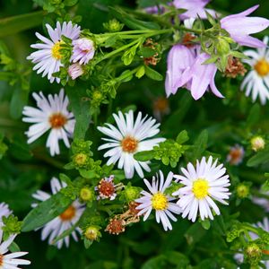 Preview wallpaper daisies, flowers, bells, herbs, spring