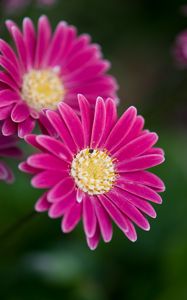 Preview wallpaper daisies, flowers, bloom, macro, closeup