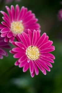 Preview wallpaper daisies, flowers, bloom, macro, closeup