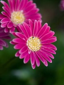 Preview wallpaper daisies, flowers, bloom, macro, closeup