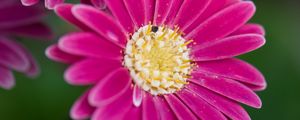 Preview wallpaper daisies, flowers, bloom, macro, closeup