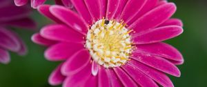 Preview wallpaper daisies, flowers, bloom, macro, closeup