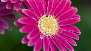 Preview wallpaper daisies, flowers, bloom, macro, closeup