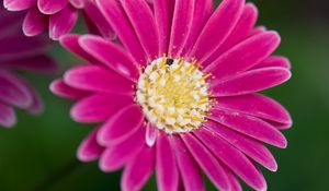 Preview wallpaper daisies, flowers, bloom, macro, closeup