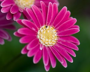 Preview wallpaper daisies, flowers, bloom, macro, closeup