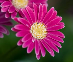 Preview wallpaper daisies, flowers, bloom, macro, closeup