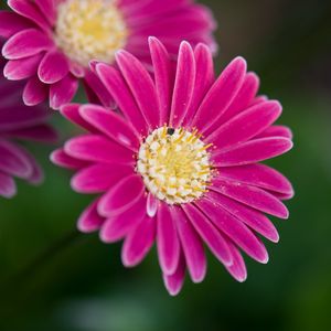 Preview wallpaper daisies, flowers, bloom, macro, closeup