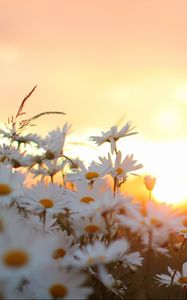 Preview wallpaper daisies, flowers, blur