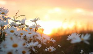 Preview wallpaper daisies, flowers, blur