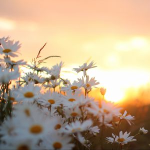 Preview wallpaper daisies, flowers, blur