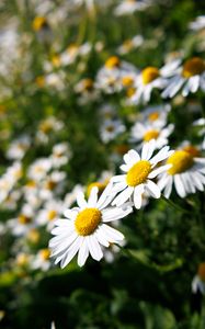 Preview wallpaper daisies, flowers, blur, petals, summer