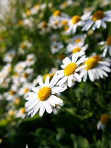 Preview wallpaper daisies, flowers, blur, petals, summer