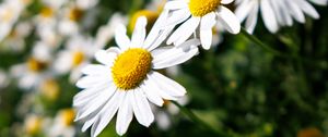 Preview wallpaper daisies, flowers, blur, petals, summer