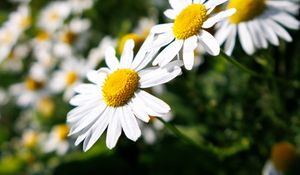 Preview wallpaper daisies, flowers, blur, petals, summer