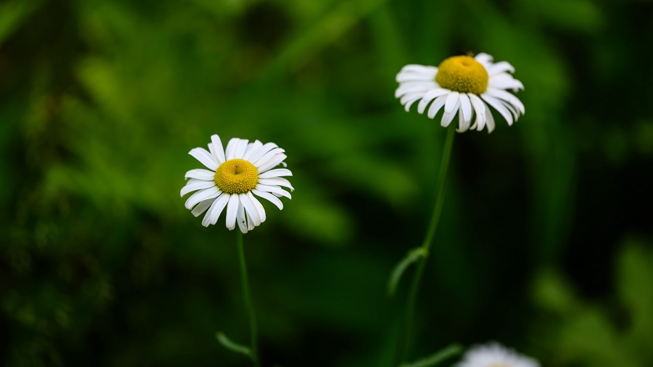 Wallpaper daisies, flowers, blur, macro