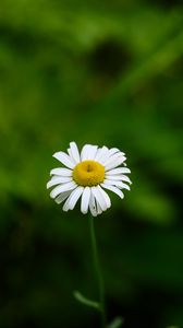 Preview wallpaper daisies, flowers, blur, macro