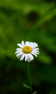 Preview wallpaper daisies, flowers, blur, macro