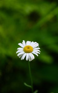 Preview wallpaper daisies, flowers, blur, macro