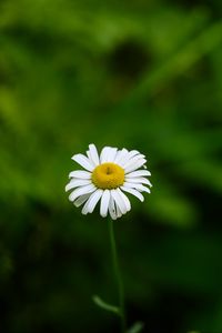 Preview wallpaper daisies, flowers, blur, macro