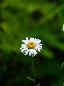 Preview wallpaper daisies, flowers, blur, macro