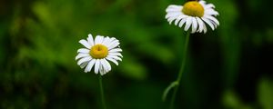 Preview wallpaper daisies, flowers, blur, macro