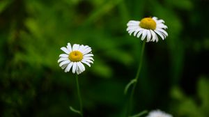 Preview wallpaper daisies, flowers, blur, macro