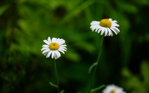 Preview wallpaper daisies, flowers, blur, macro