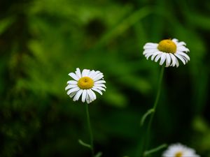 Preview wallpaper daisies, flowers, blur, macro